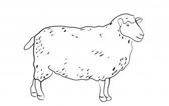 owca2