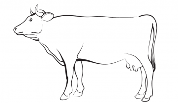 Krowa 2