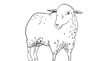owca